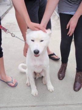 Health considerations with shaved samoyed dog? Also how to introduce a