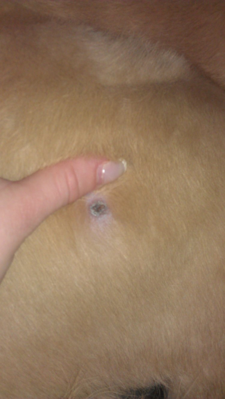 Scab on dogs leg?