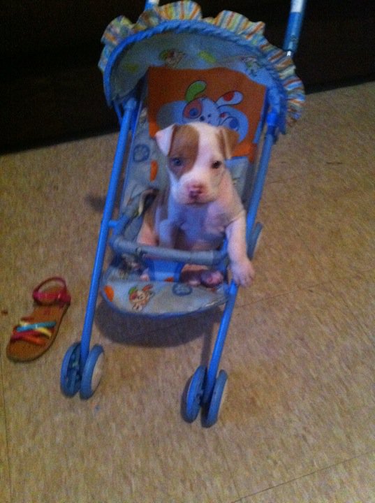 when should puppies get when should i get another puppy when should puppies get when should i get another puppy