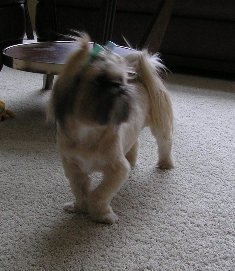 Shih Tzu Front leg deformity