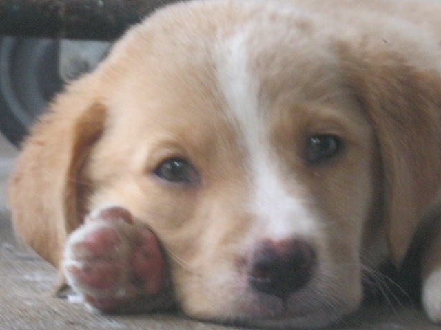 what to feed a puppy with parvo what is the best food to feed a puppy recovering from parvo what to feed a puppy with parvo what is the best food to feed a puppy recovering from parvo