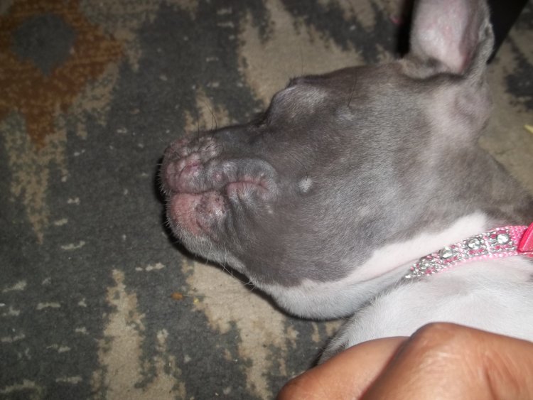 ant bites on dogs ant bites on dogs ant bites on dogs ant bites on dogs
