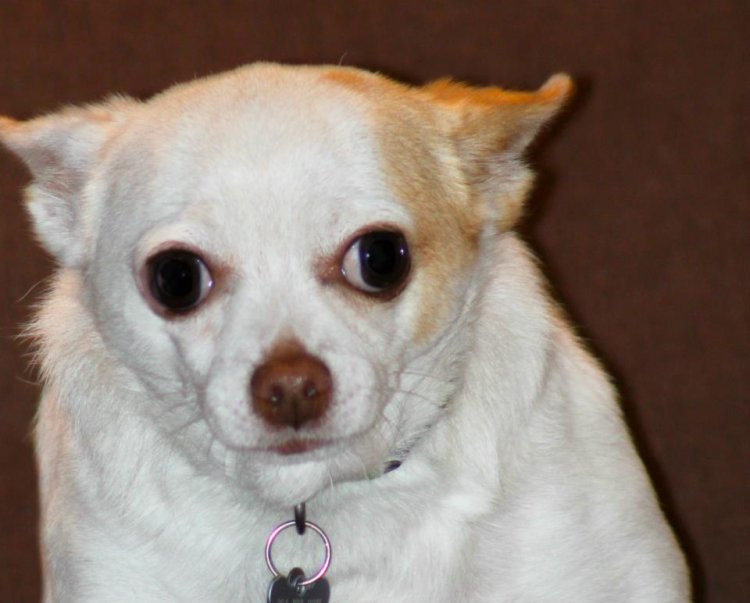 my puppy wont stop help my wont stop in the house ask me help desk my dogs won t stop my puppy wont stop help my wont stop in the house ask me help desk my dogs won t stop