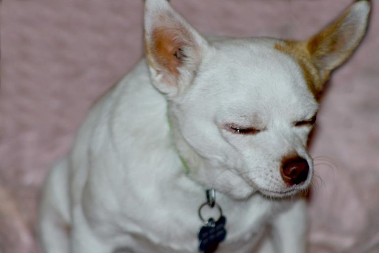 my wont stop me my dogs wont stop in the house 28 images my will not let me leave jim burwell s my wont stop me my dogs wont stop in the house 28 images my will not let me leave jim burwell s