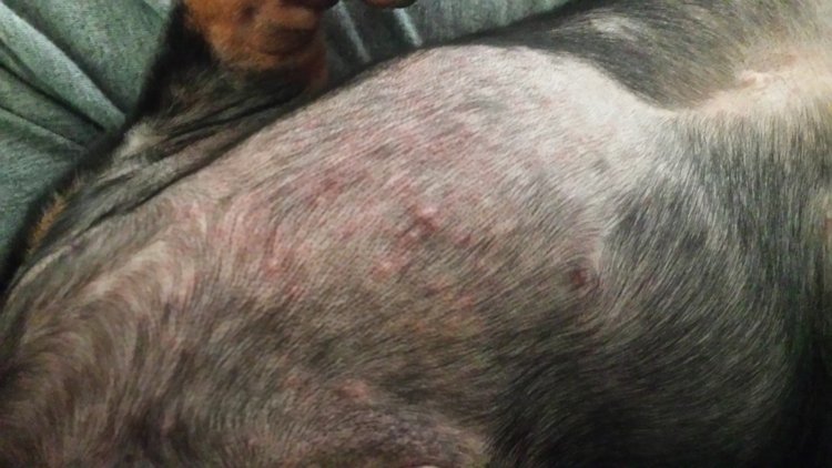 What could be causing my miniature dachshund to scratch so much and