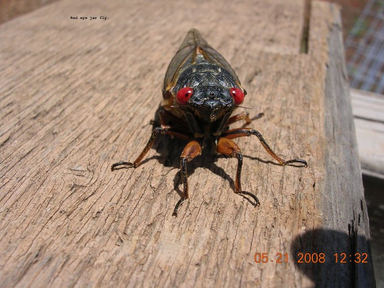 Jar Fly