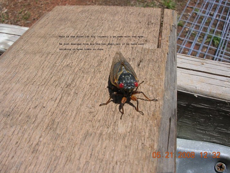 Jar Fly