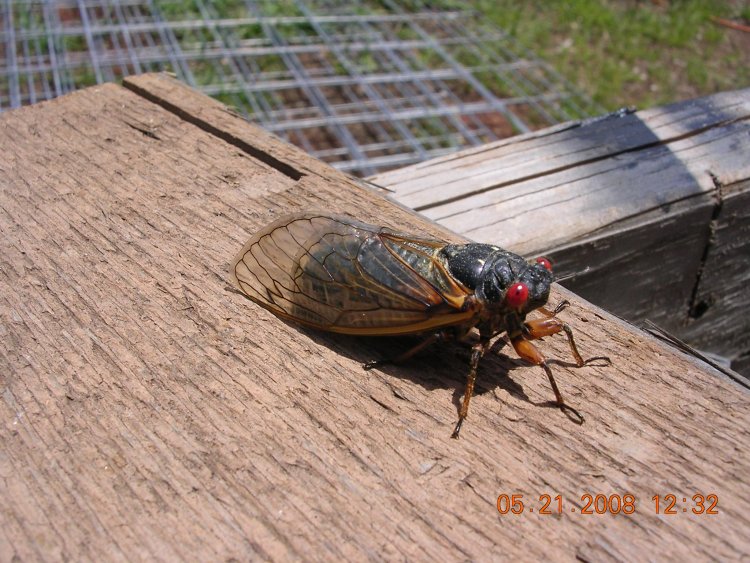 Jar Fly
