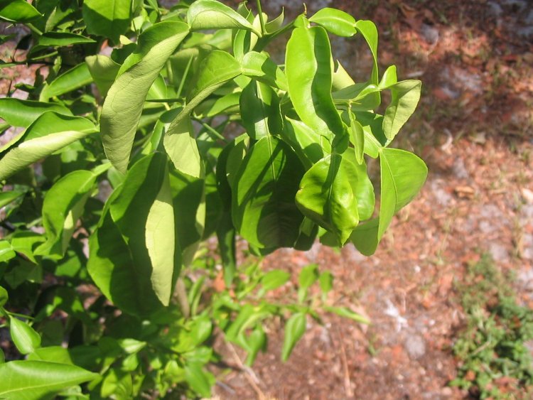 Lemon tree bush leaves wilting