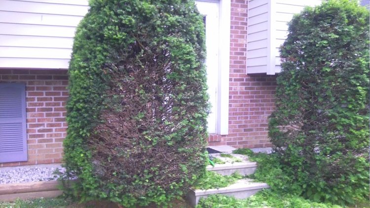 can i cut back my pine trees