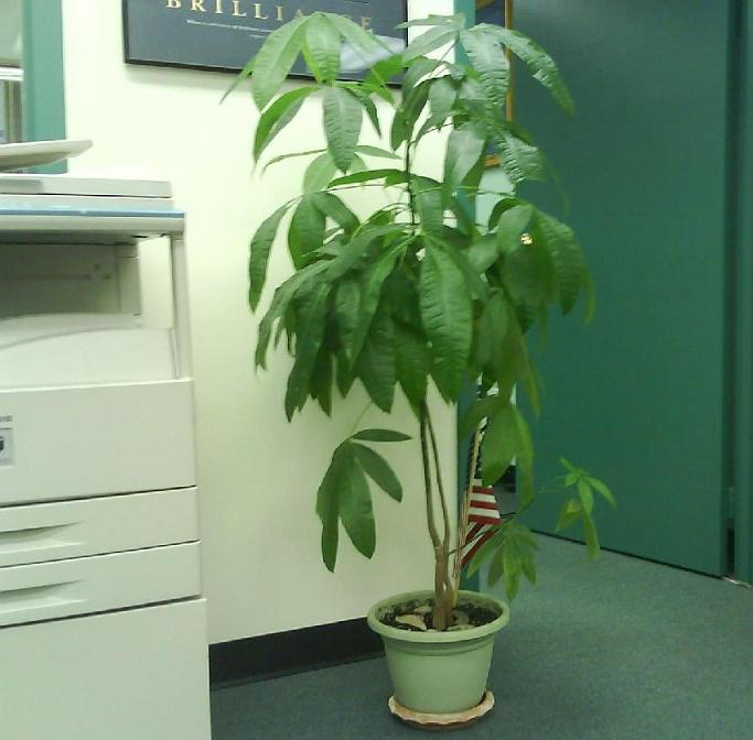 Money tree