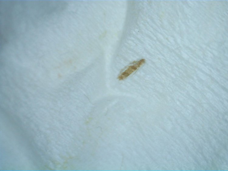 Tiny Flying Bugs In Bedroom That Bite Memsaheb Net Tiny Flying Bugs In Bedroom That Bite Memsaheb Net