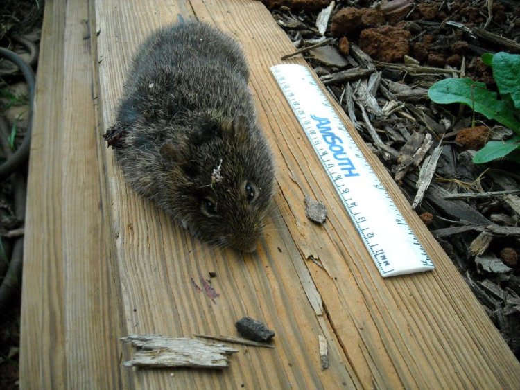 Cute Shorttailed Rat