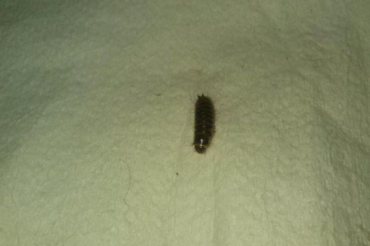 Brown, maggot like bug with about six legs in front that stings.