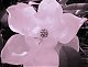 little_miss_magnolia's Avatar