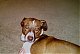 dognutz's Avatar