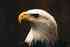 eaglet46's Avatar