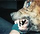 barclayodoggle's Avatar