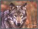 SILVERWOLF48's Avatar