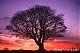 treehugger's Avatar