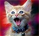 pumpkin_cat's Avatar