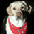 UberDog's Avatar