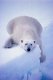 kokobear's Avatar