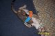 luv_pets_vet2b's Avatar
