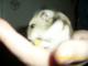 rotty1964's Avatar