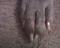 twodogsma's Avatar