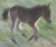 seepony's Avatar