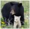 Ghostbear's Avatar