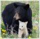 Ghostbear's Avatar