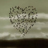 birdlover's Avatar
