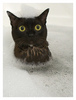 hellokittah2011's Avatar