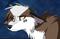 Ootek's Avatar