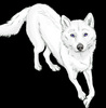 husky004's Avatar