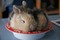 ILoveRabbits's Avatar