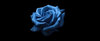 foxy1313's Avatar