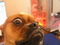 ilovesayinglol's Avatar