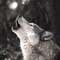 starwolffe's Avatar