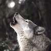 starwolffe's Avatar