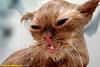 pinkkittycat's Avatar