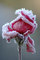 WinterMelody's Avatar
