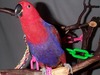 MountainRose's Avatar