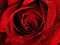 lovelyrose1026's Avatar