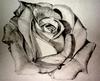 MarissaSmith's Avatar