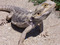 lizardlady86's Avatar