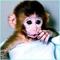 Miamonkey9's Avatar