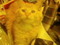 billiewilliams's Avatar